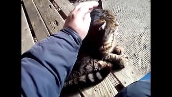 Play Trigger the cat and last rolo then quick play with willy