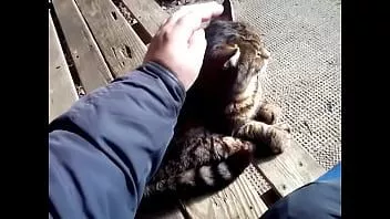 Play Trigger the cat and last rolo then quick play with willy